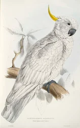 Sárgabóbitás kakadu
